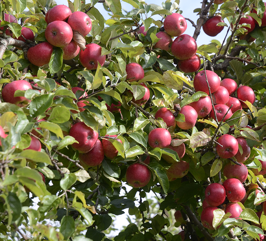 många röda äpplen på en gren