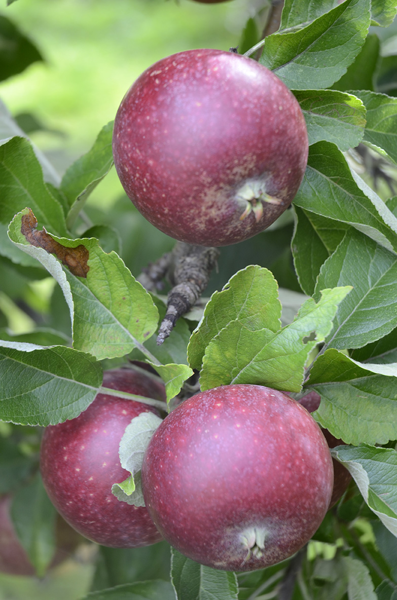 närbild på tre röda äpplen