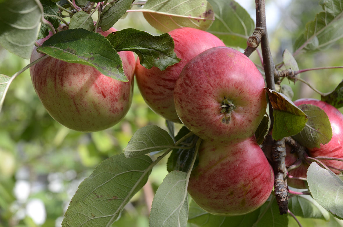 fem röda äpplen på en gren