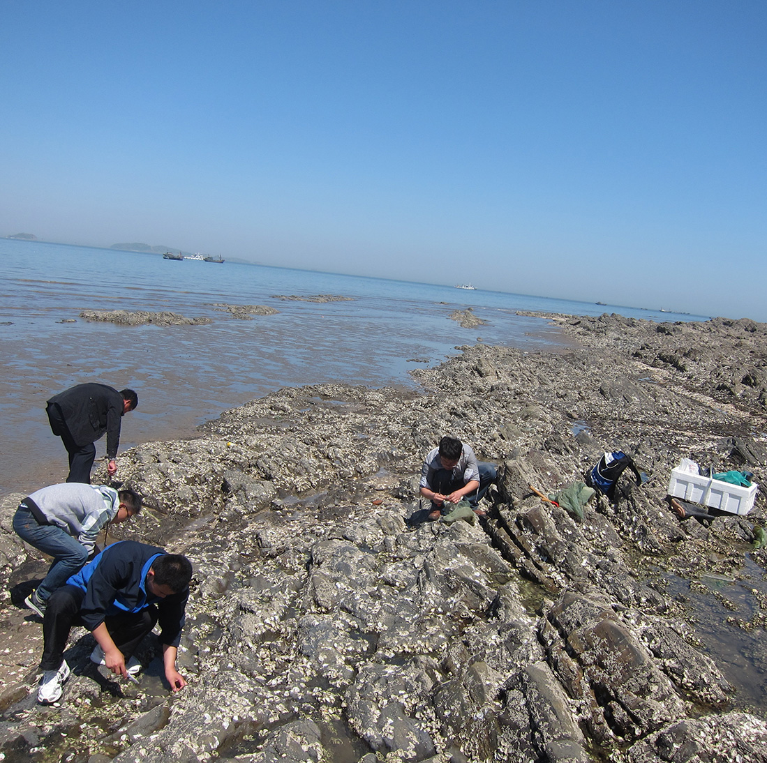 forskare plockar ostrron bland klippor när det är ebb