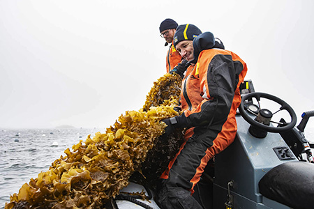 Henrik Pavia drar upp tångruskor i en motorbåt