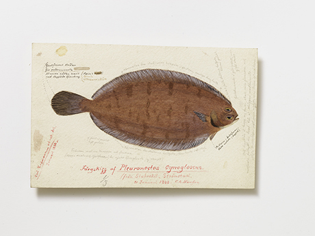 Skiss av en rödtunga