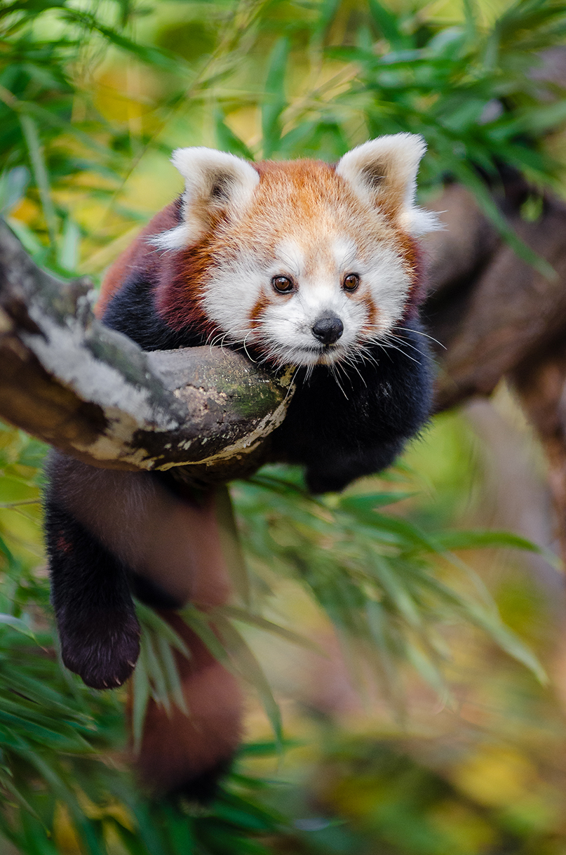 Bild på en röd panda som kramar om en gren