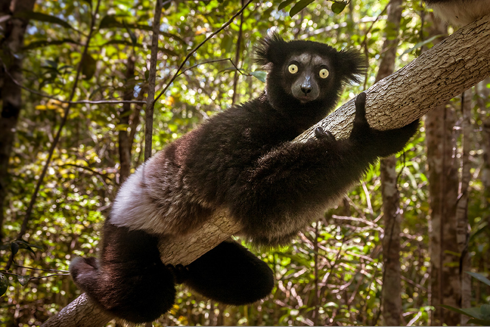 stor lemur som sitter på en gren tittar in i kameran