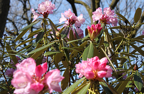 BIld på blommande rosa rhododendron