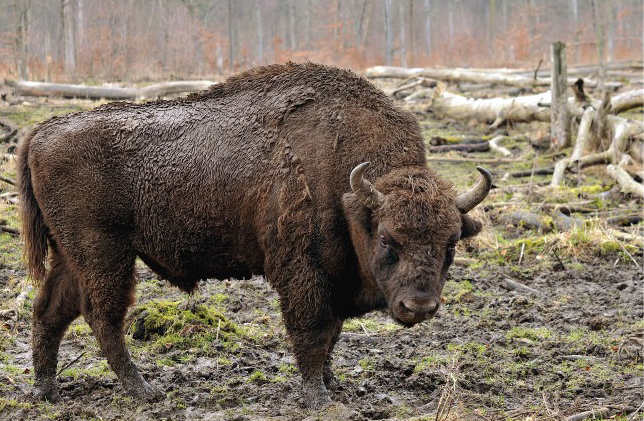 bild på den moderna europeiska bisonen