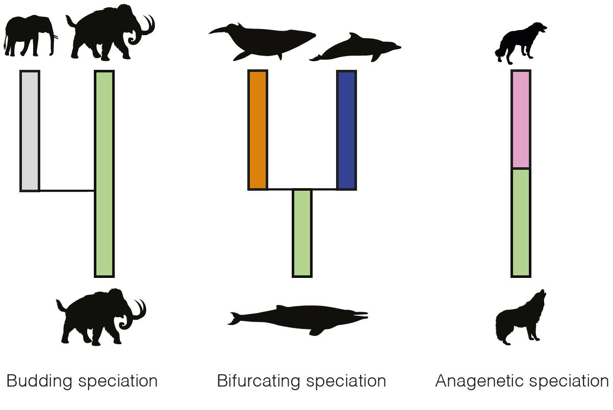 illustration of three examples of speciation modes