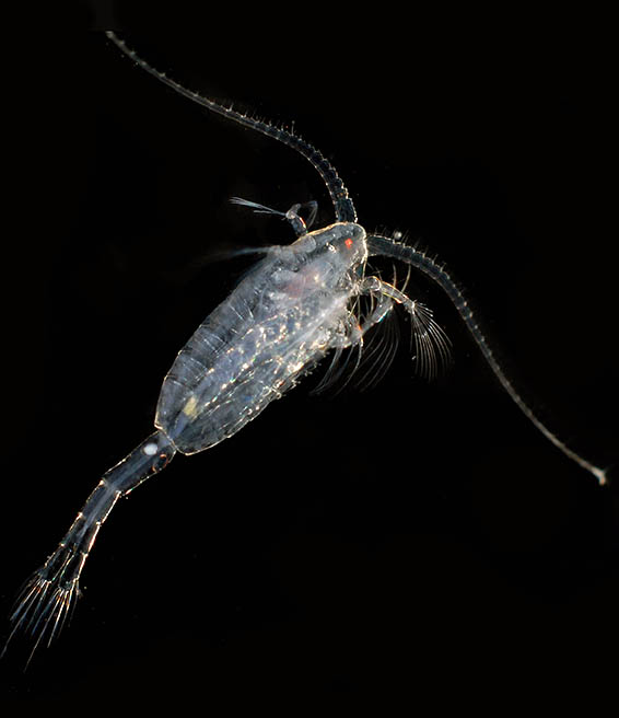 Close-up picture of a copepod