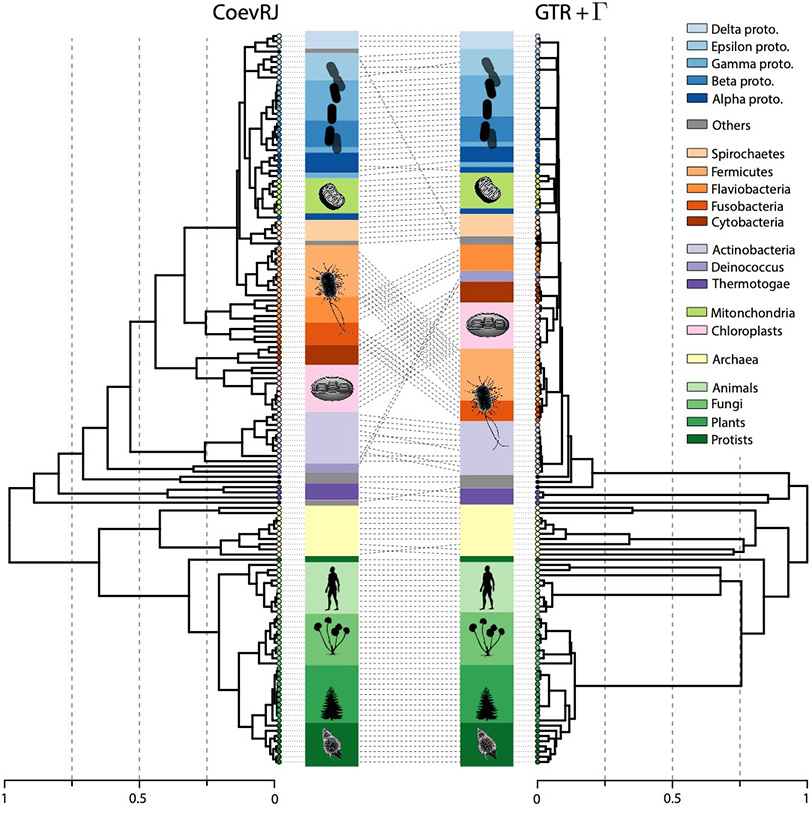Schematisk bild för skillnaden mellan gamla och nya livets träd