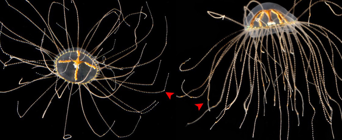 Klängmanet sedd från ovan och sidan. Två röda pilar visar böj på tentaklerna.