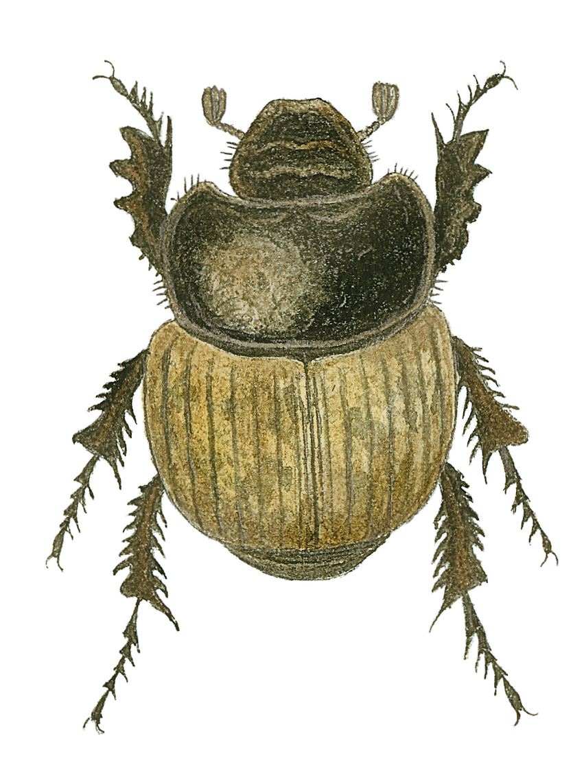 Den runda rakhorndyveln är en rödlistad skalbagge som behöver jordar i ljunghedar