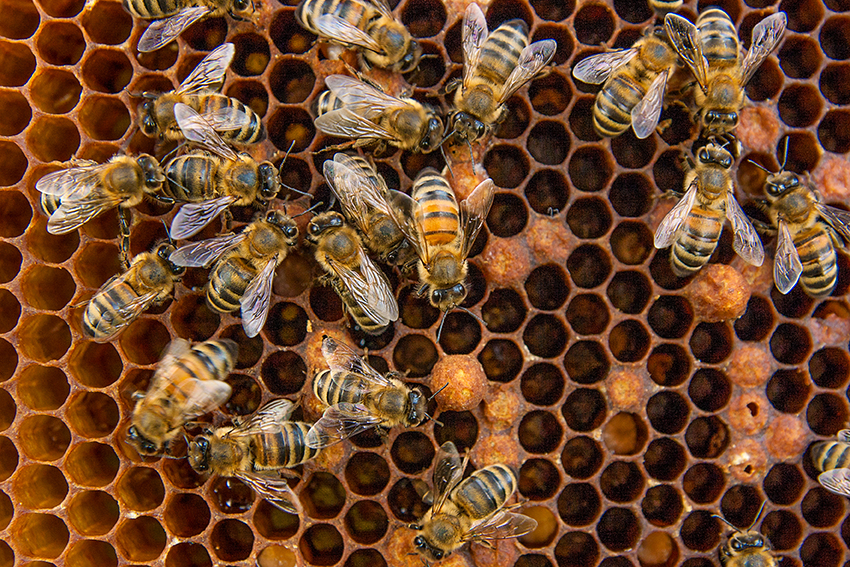 Massor av bin som producerar honung i bikupa.
