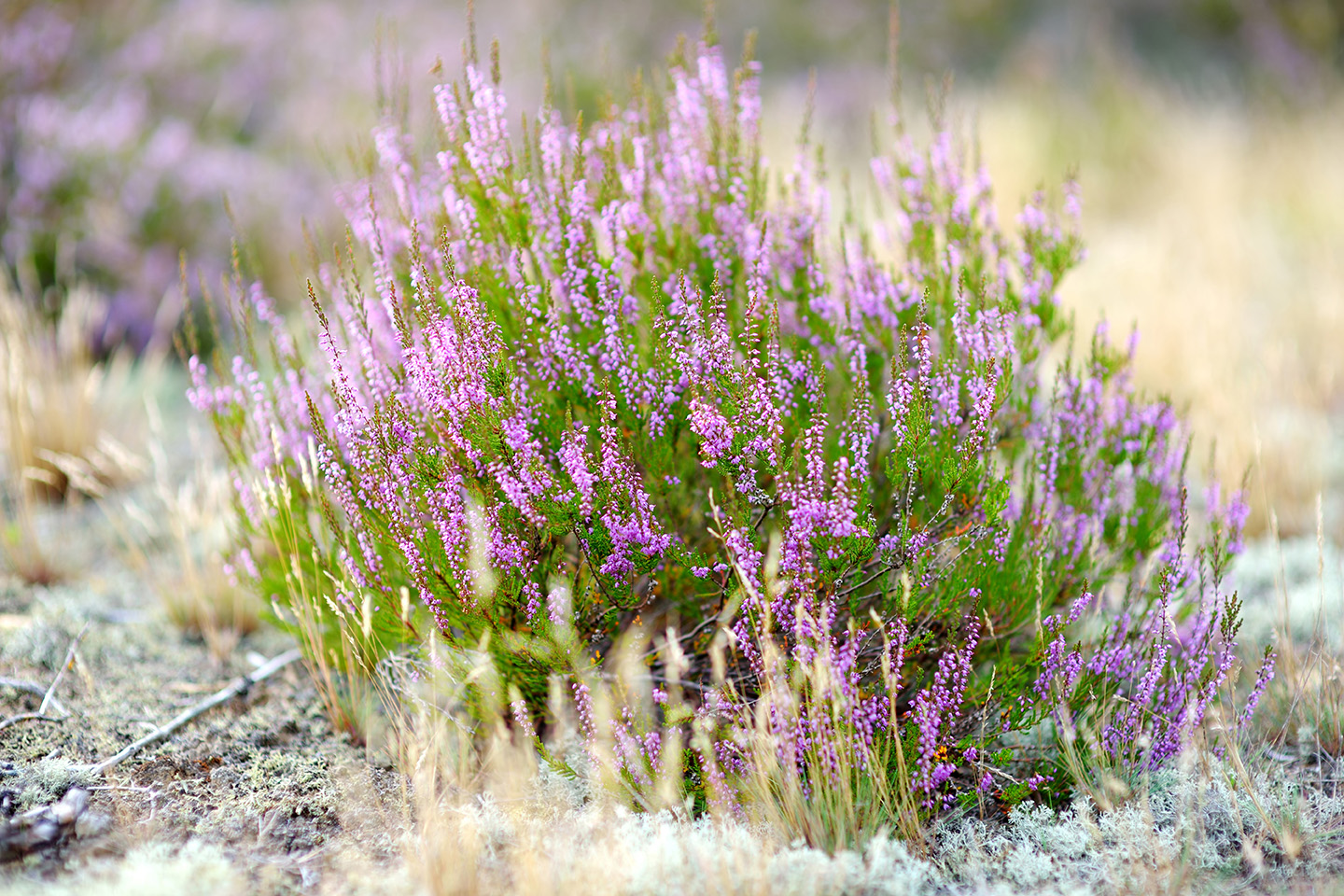 Ljung med utslagna lila blommor.