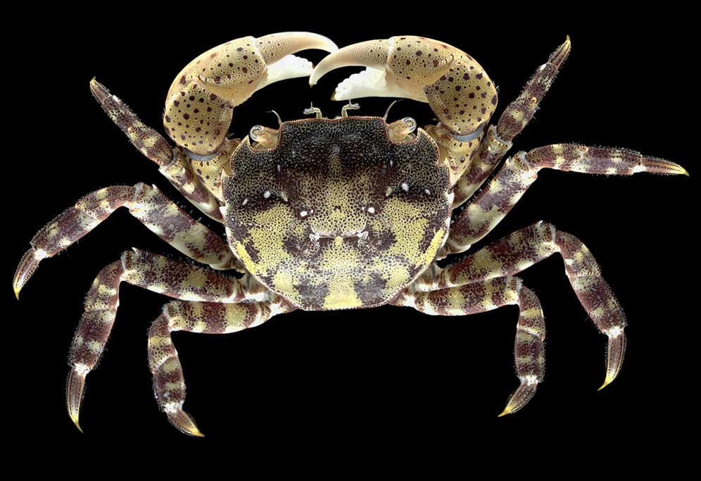 Blåskrabban har randiga ben sedd ovanifrån