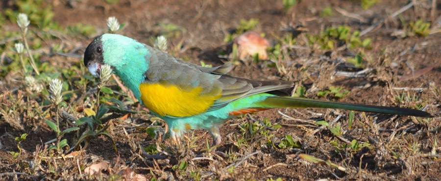A green and yellow parrot of the species Hooded parrot chews on a plant.