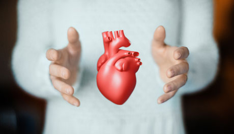 Foto på en modell av ett hjärta