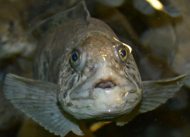 Havskatt sedd framifrån