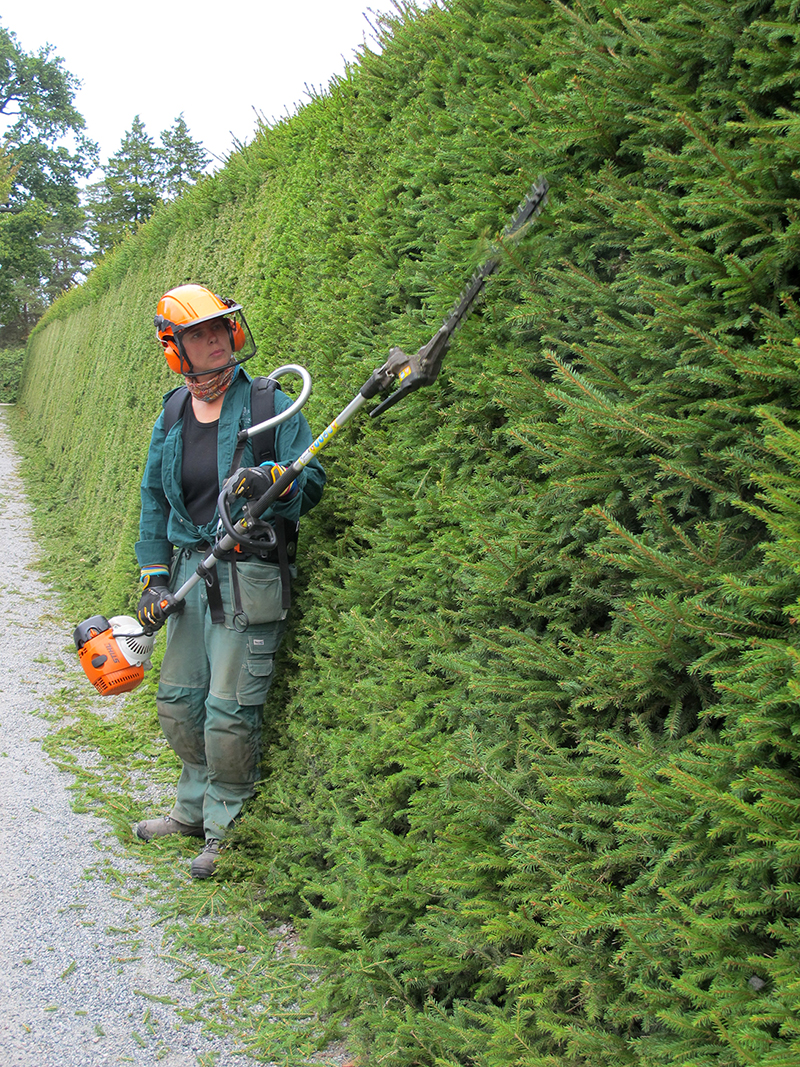 Arbete med granhäck