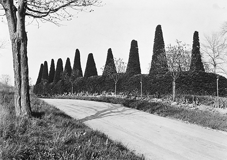 Experimentalfältet år 1926. En storvuxen granhäck med höga konformer