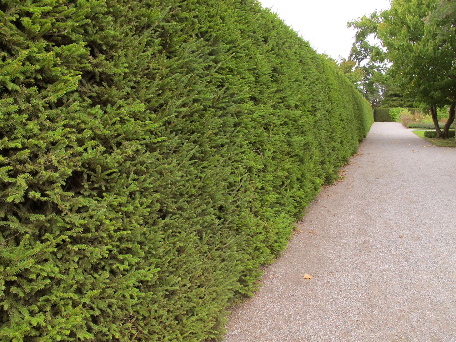 Bergianska trädgården