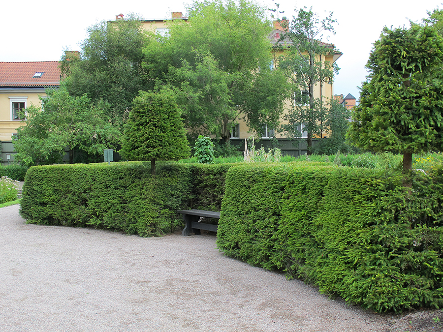 Nuvarande granhäck i Linnéträdgården med uppstickande figurer