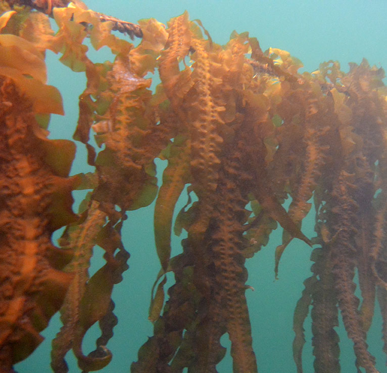 Kelp farming underwater