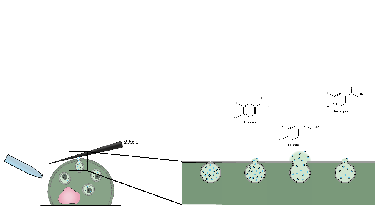 Illustration shows cell communication
