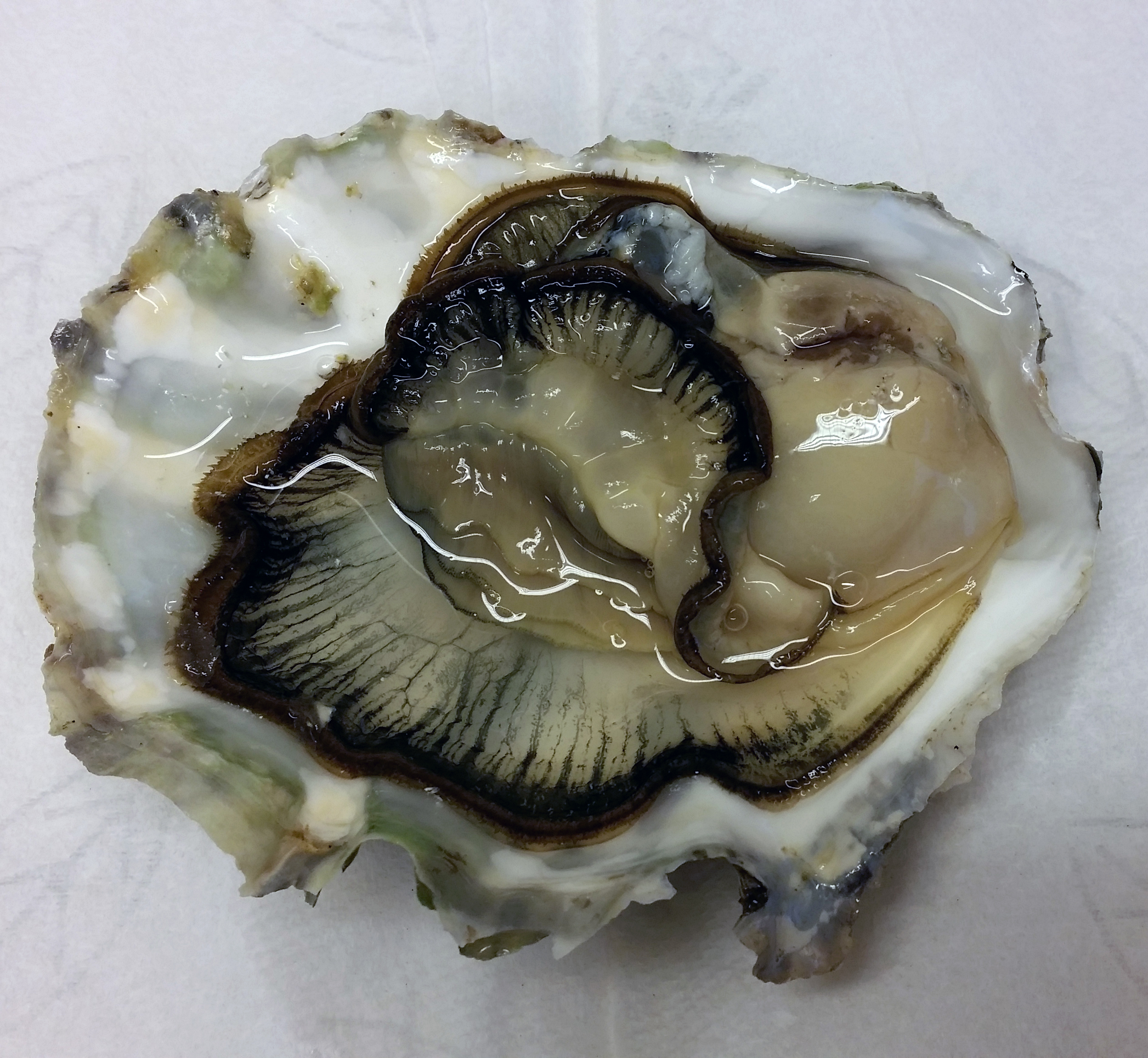 Ett öppet japanskt jätteostron