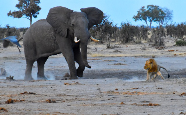 Elephant in a battle with a lion