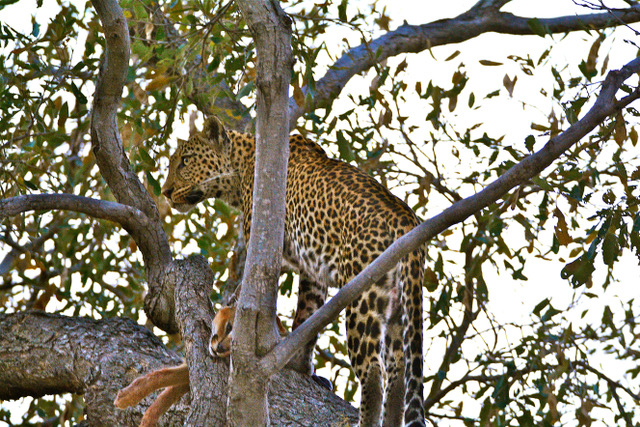 Leopard sitting in tree.