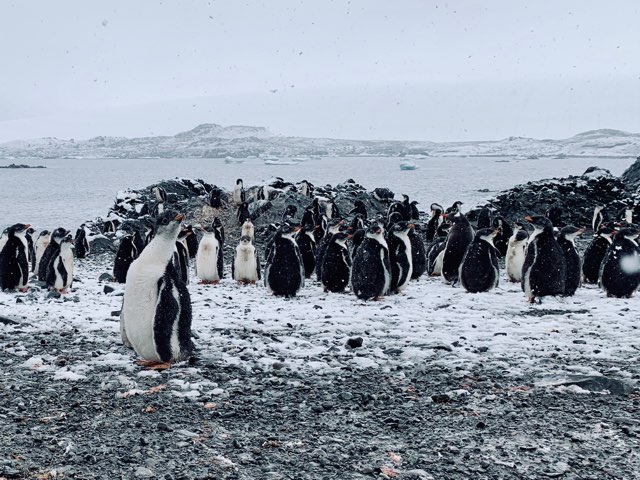 Pingviner på Antarktis.