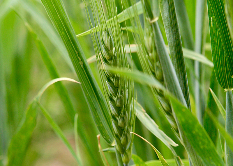Close-up on green wheat