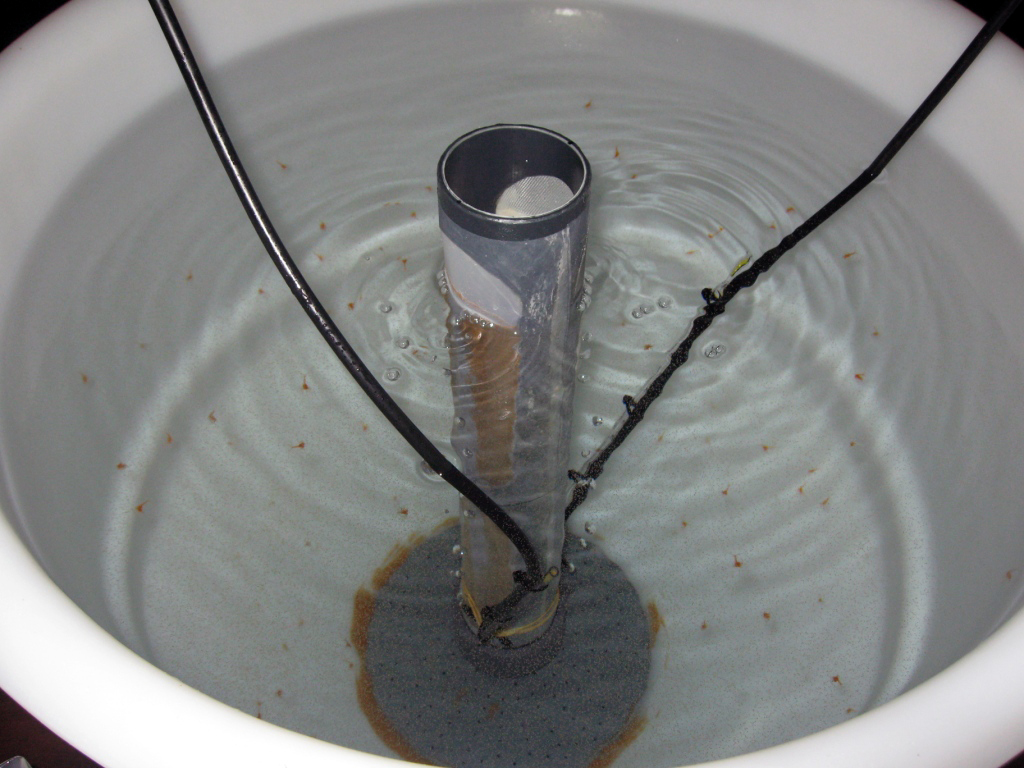 Havskräftslarver under uppfödning.