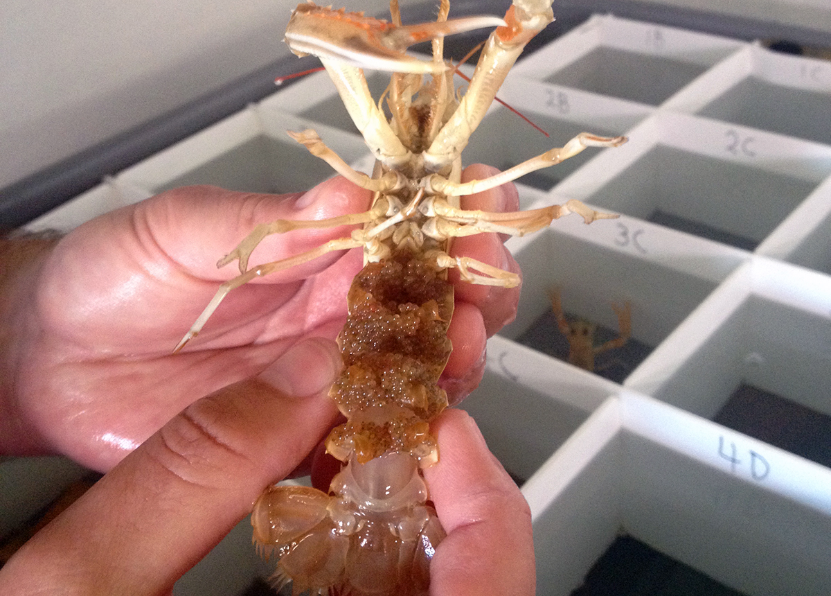 Händer håller runt kräfthona med gula små ägg undertill