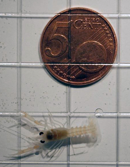 En småkräfta är lika liten som ett euro-mynt på fem cent.