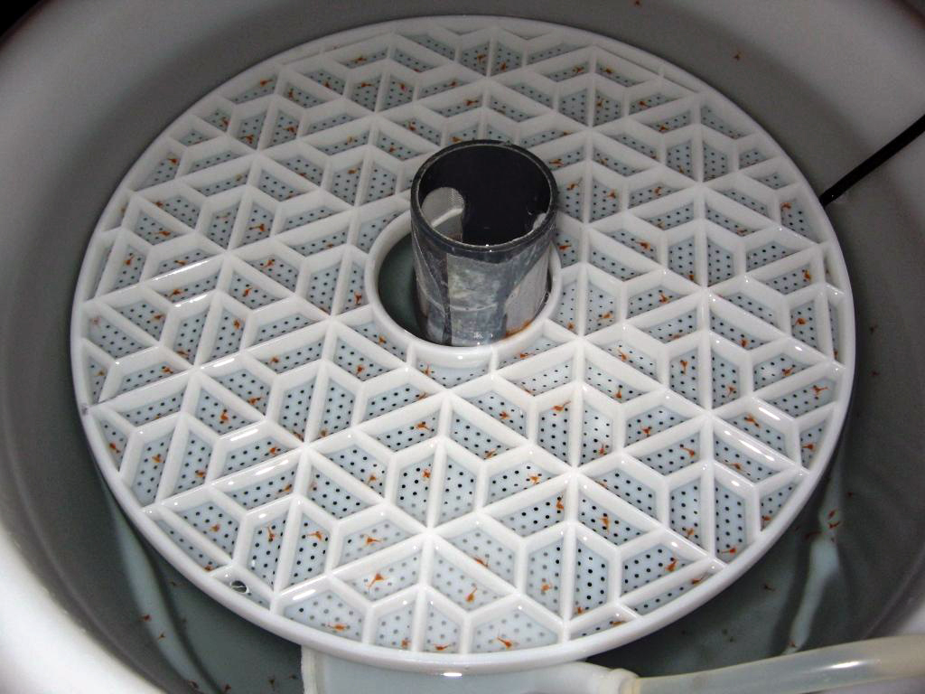 Småkräftor i individuell förvaring.