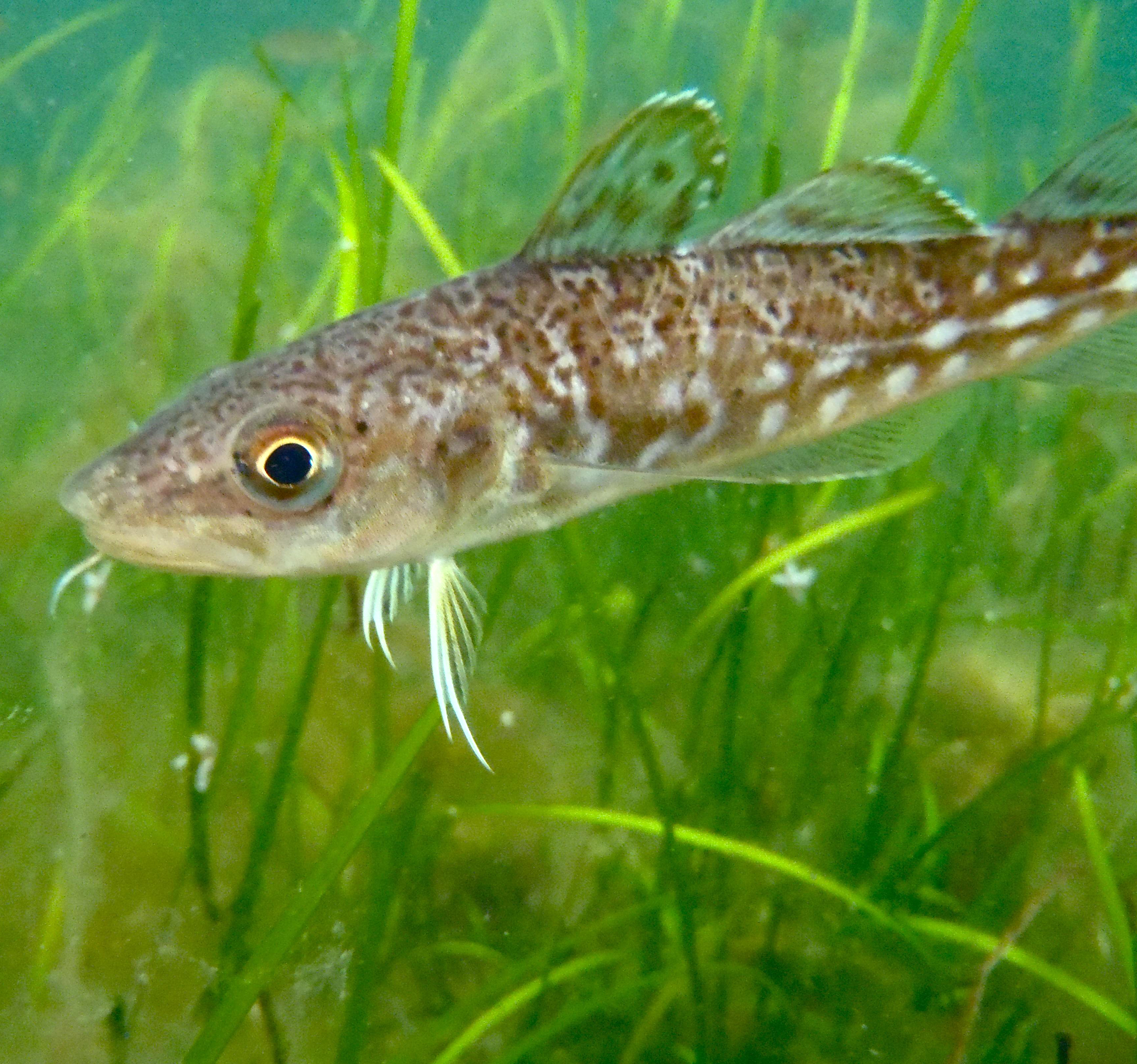 Young cod in eelgrass.