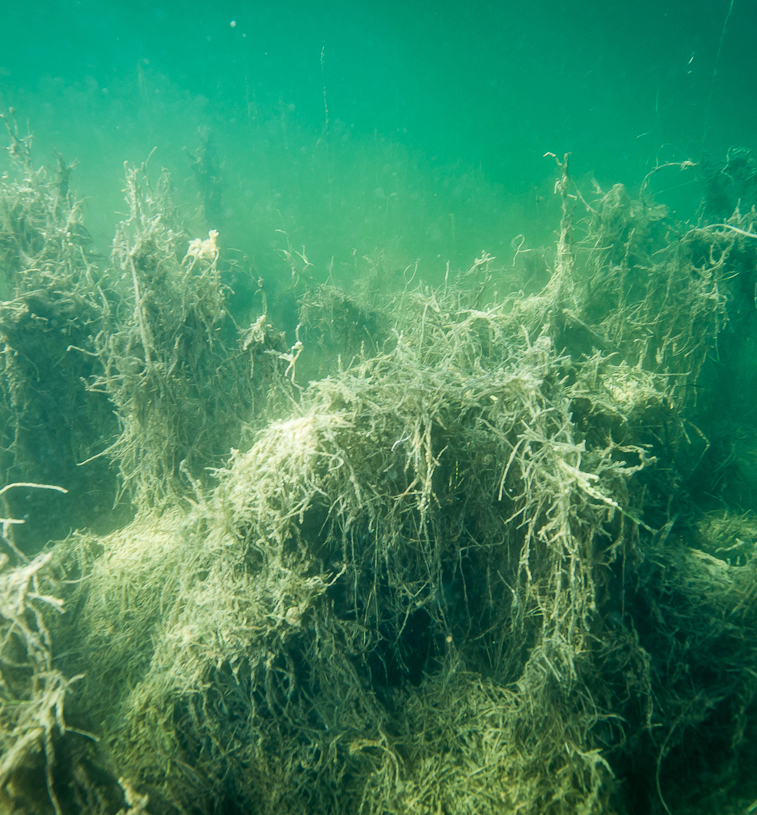 A seabed of white, dead eelgrass. Seen through unclear water.