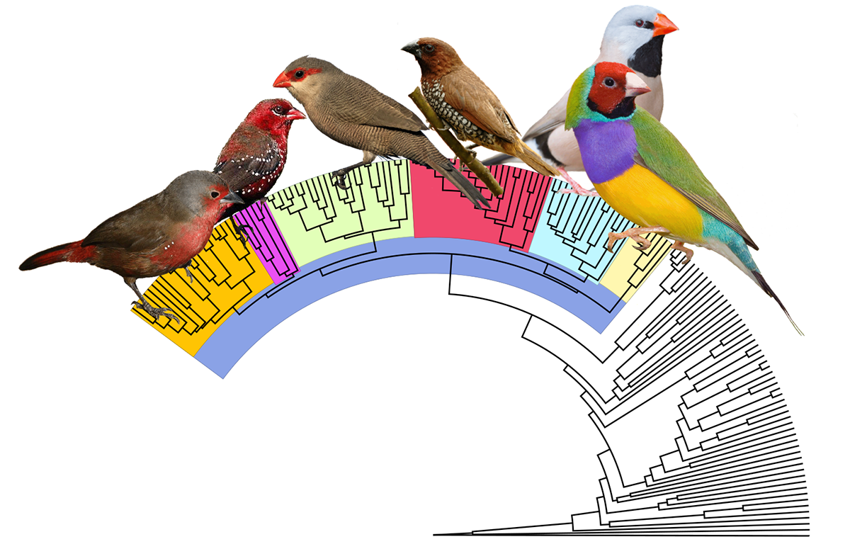 Sex fåglar som representerar huvudgrenarna för astrilderna.