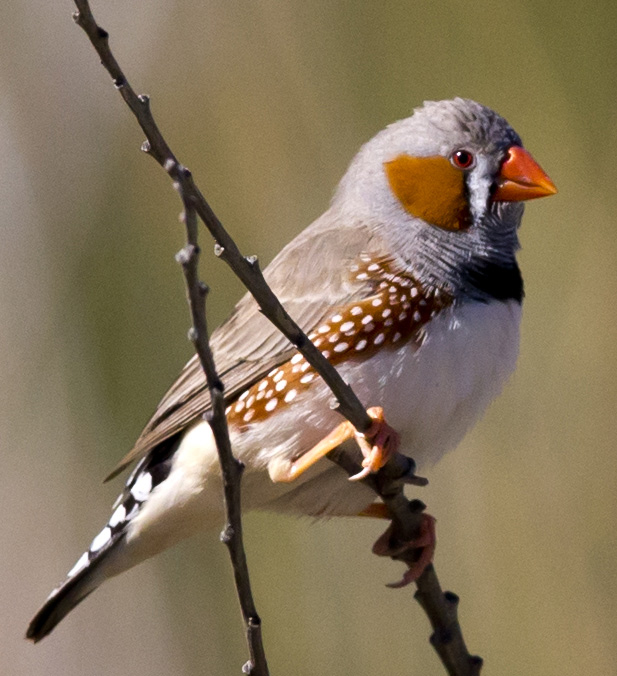 The multi-colored Zebra Finch has white dots on its side.