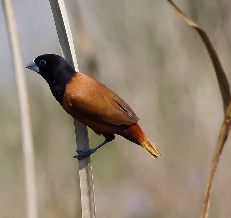 The Black-headed Munia is mostly brown-colored