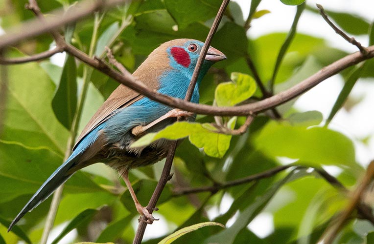 Red-cheeked Cordon-bleu with clear red cheeks.