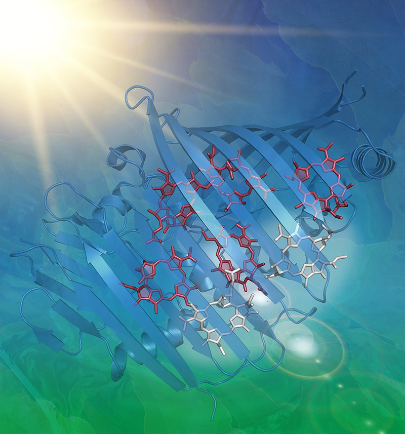 Illustration som visar snurrande pilar runt proteiner