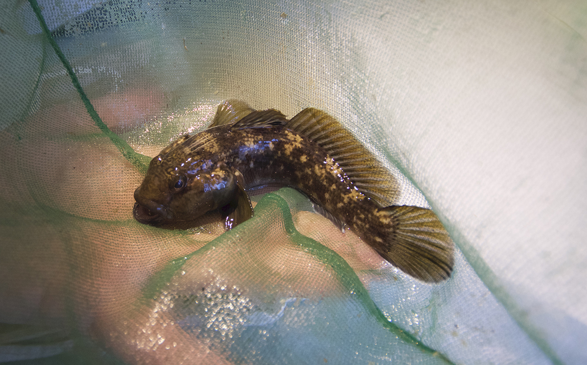 Fångad svartmunnad smörbult. Svart fisk med gula fläckar som ligger i håv.
