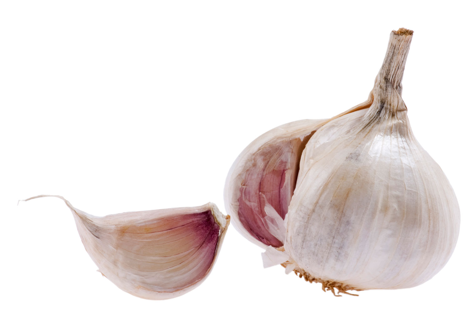 En vitlök mot vit bakgrund