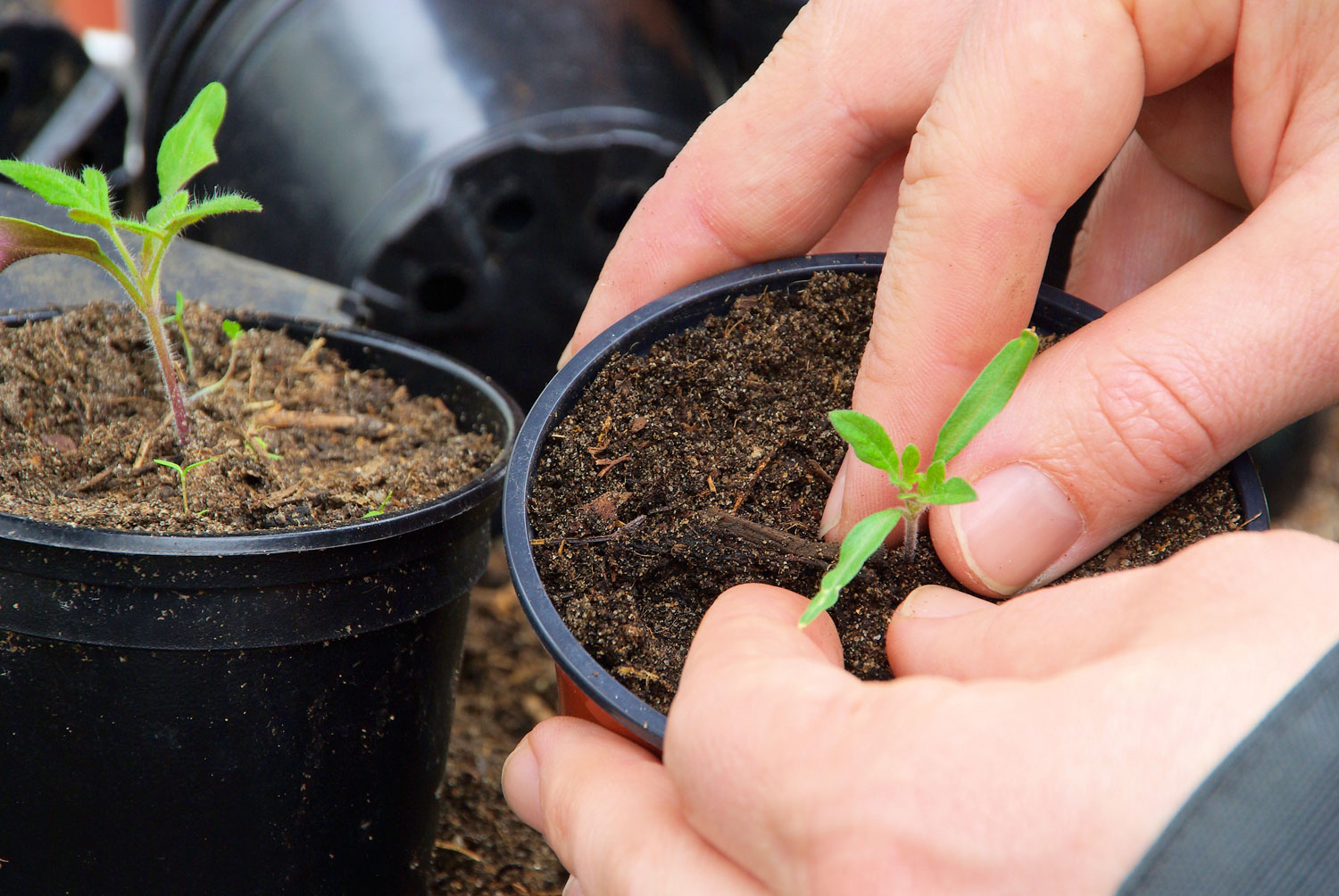 Två krukor med nyplanterad tomatplanta
