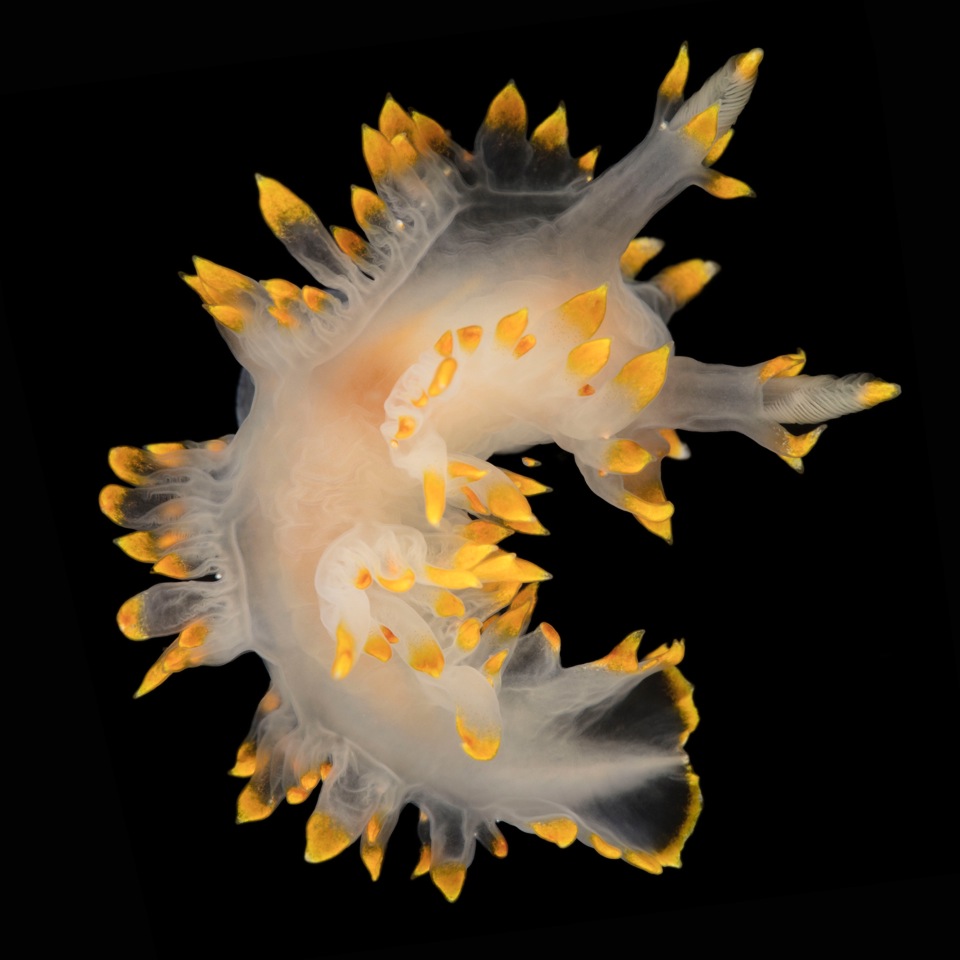 Foto på nakensnäckan Lomanotus genei, Gultoppad volangnuding