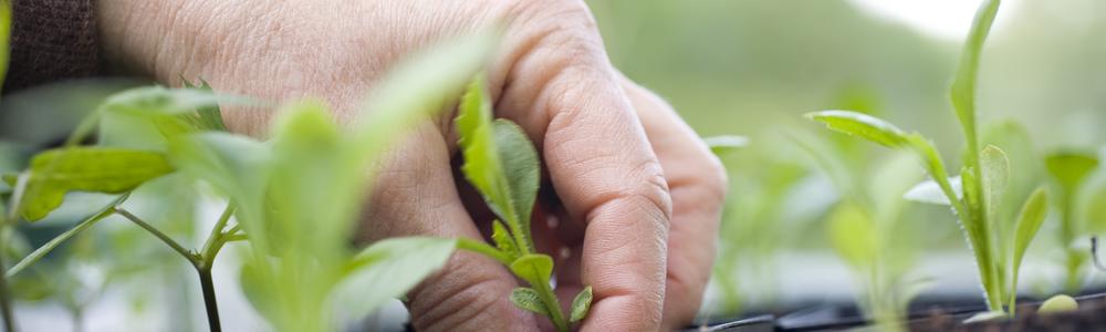 Hand planterar gröna sticklingar 