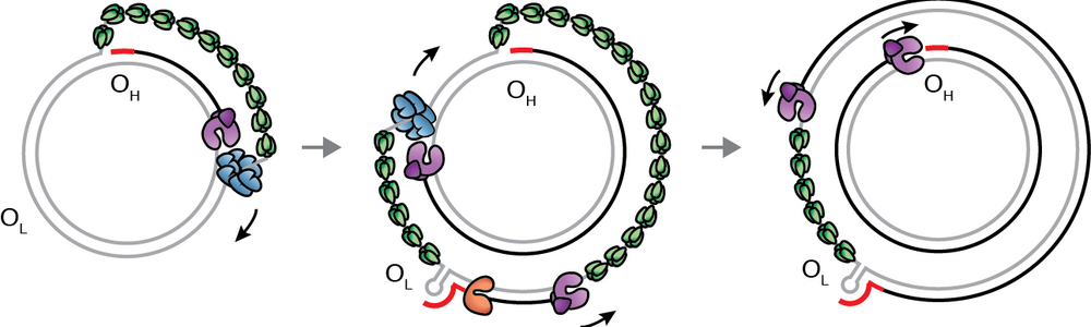 mtDNA DNA replication mitochondria