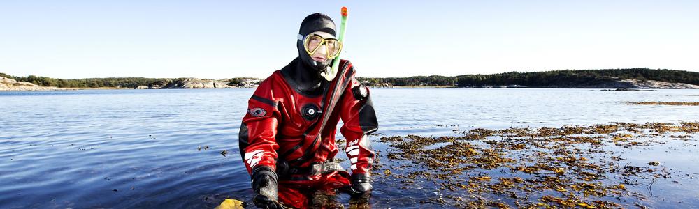 Dykare letar efter alger i havet och endast fötterna sticker upp ovanför havsytan. 